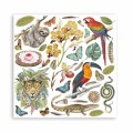 stamperia-blok-papierow-scrap-203x203cm-10szt-amazonia (12).jpg