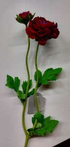 JASKIER AZJATYCKI bordowy 1+1 39cm 