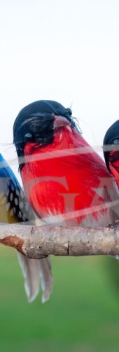 5902150656111 PTD-6111_23.jpg