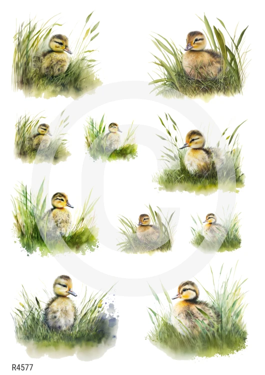 R4577_wm.png