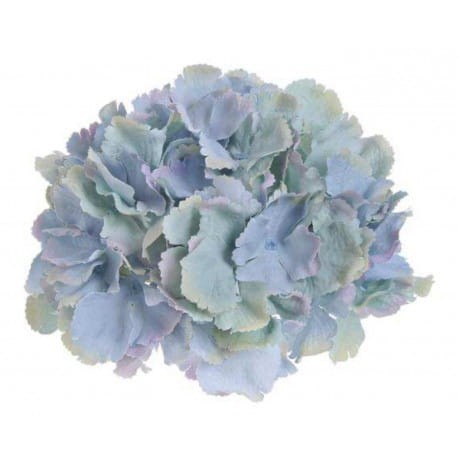 HORTENSJA GŁÓWKA 18 cm